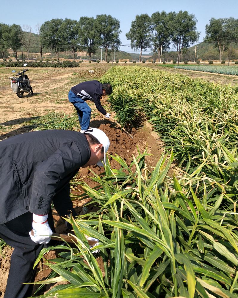 20191016五支部北关村劳动3.jpg